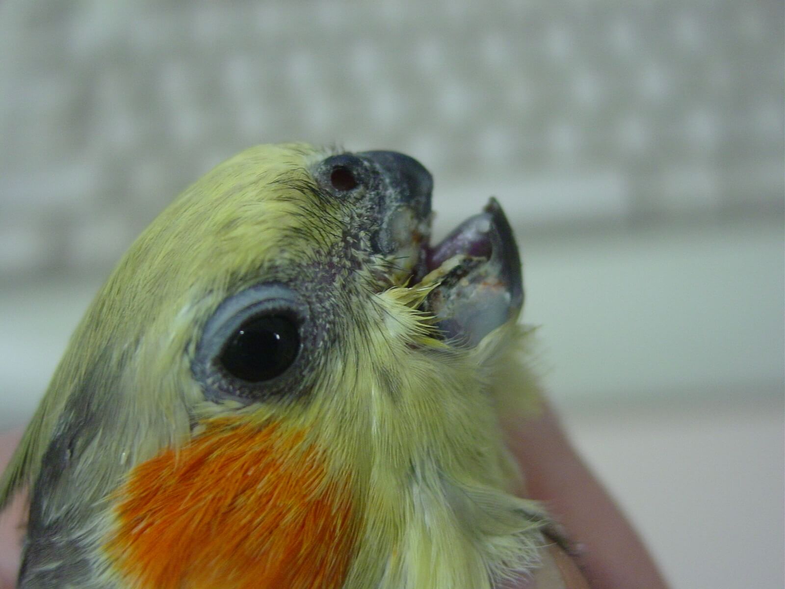 Melbourne bird vet clinic  beak repair