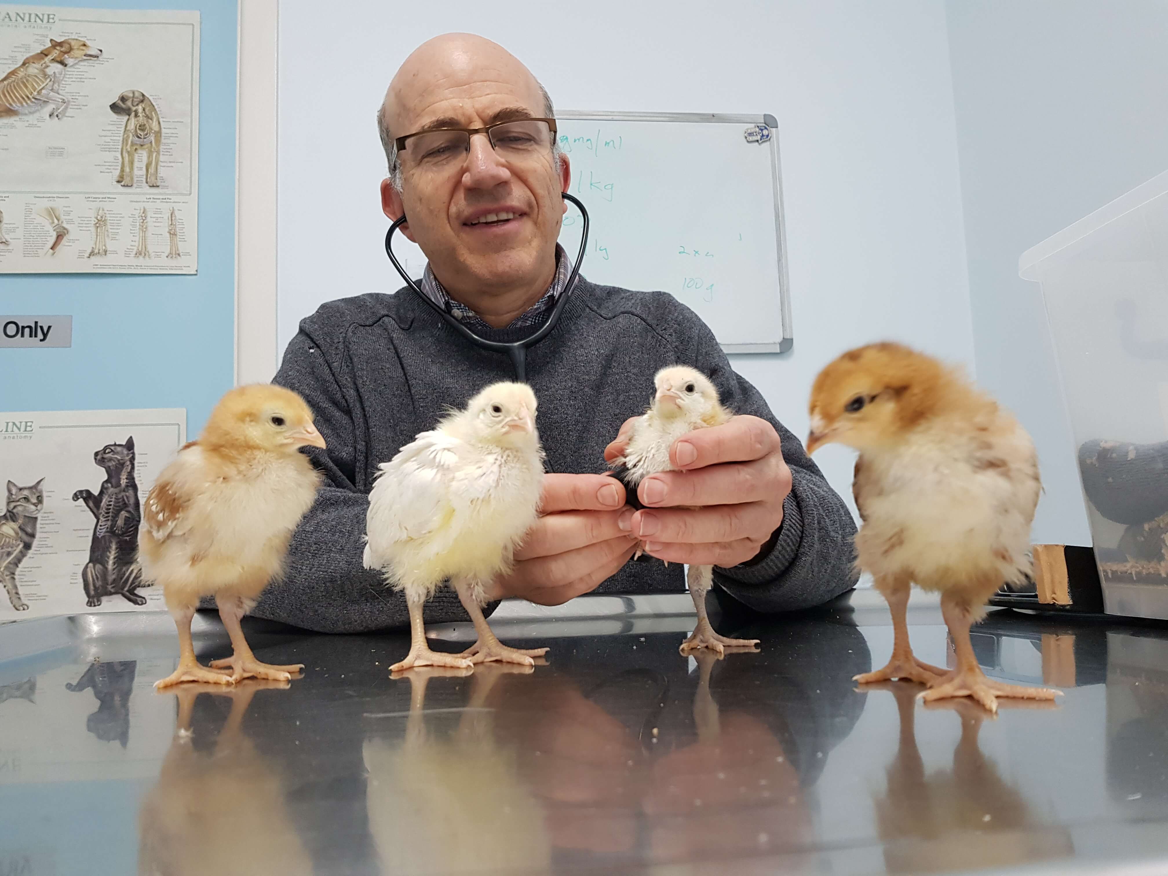 chicken vet near me 