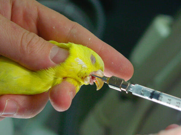 bird emergency